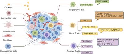 Role of TIM-3 in ovarian cancer: the forsaken cop or a new noble